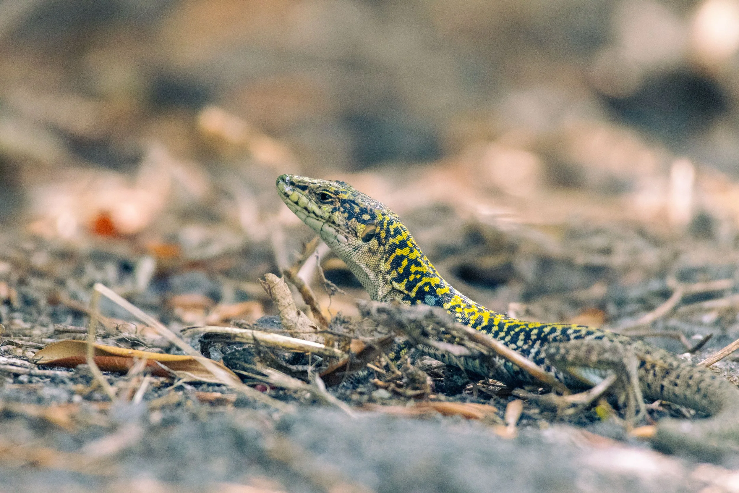 resized sicilian wall lizard v1.jpg