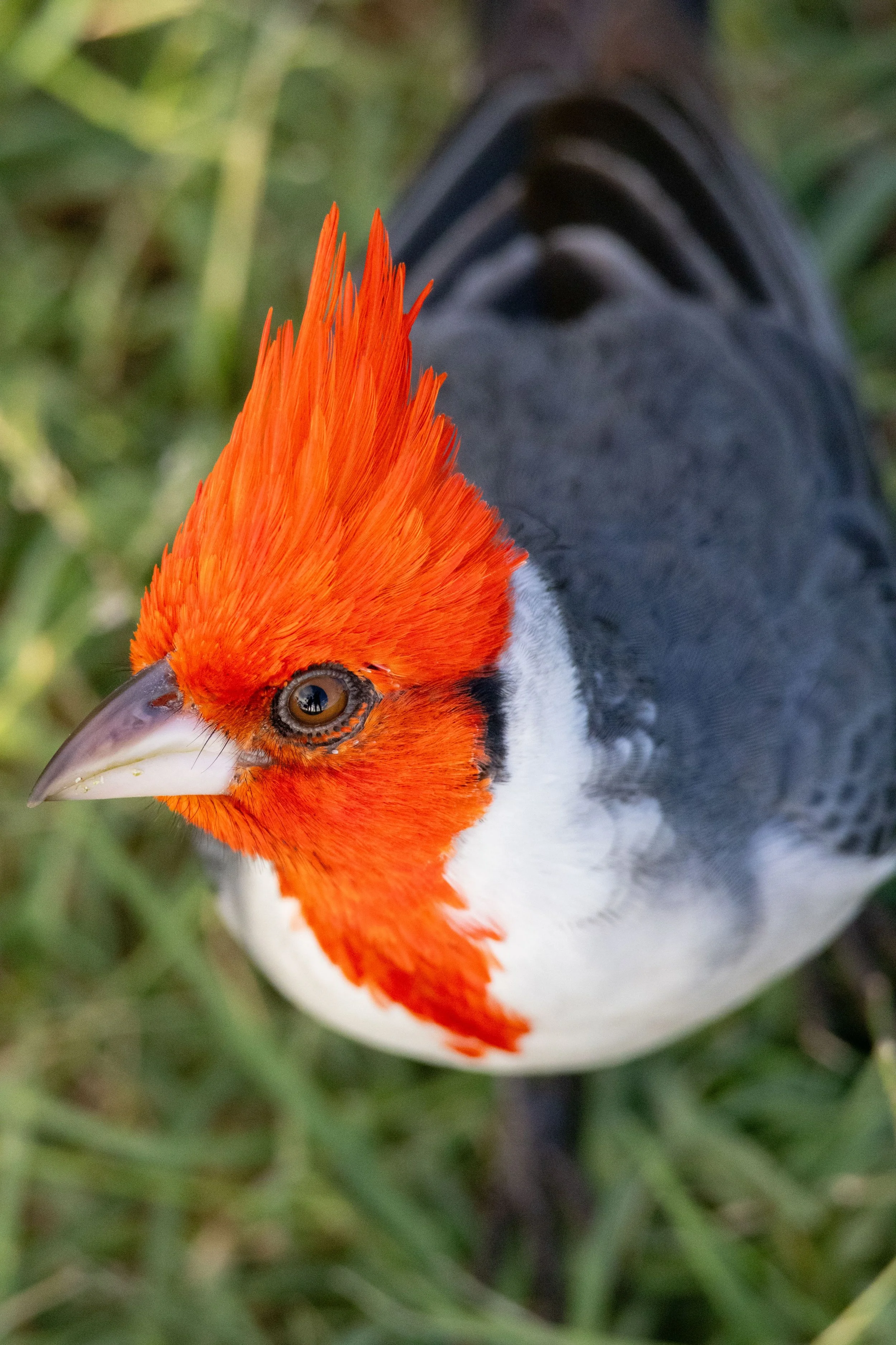 Red Crested Cardinal