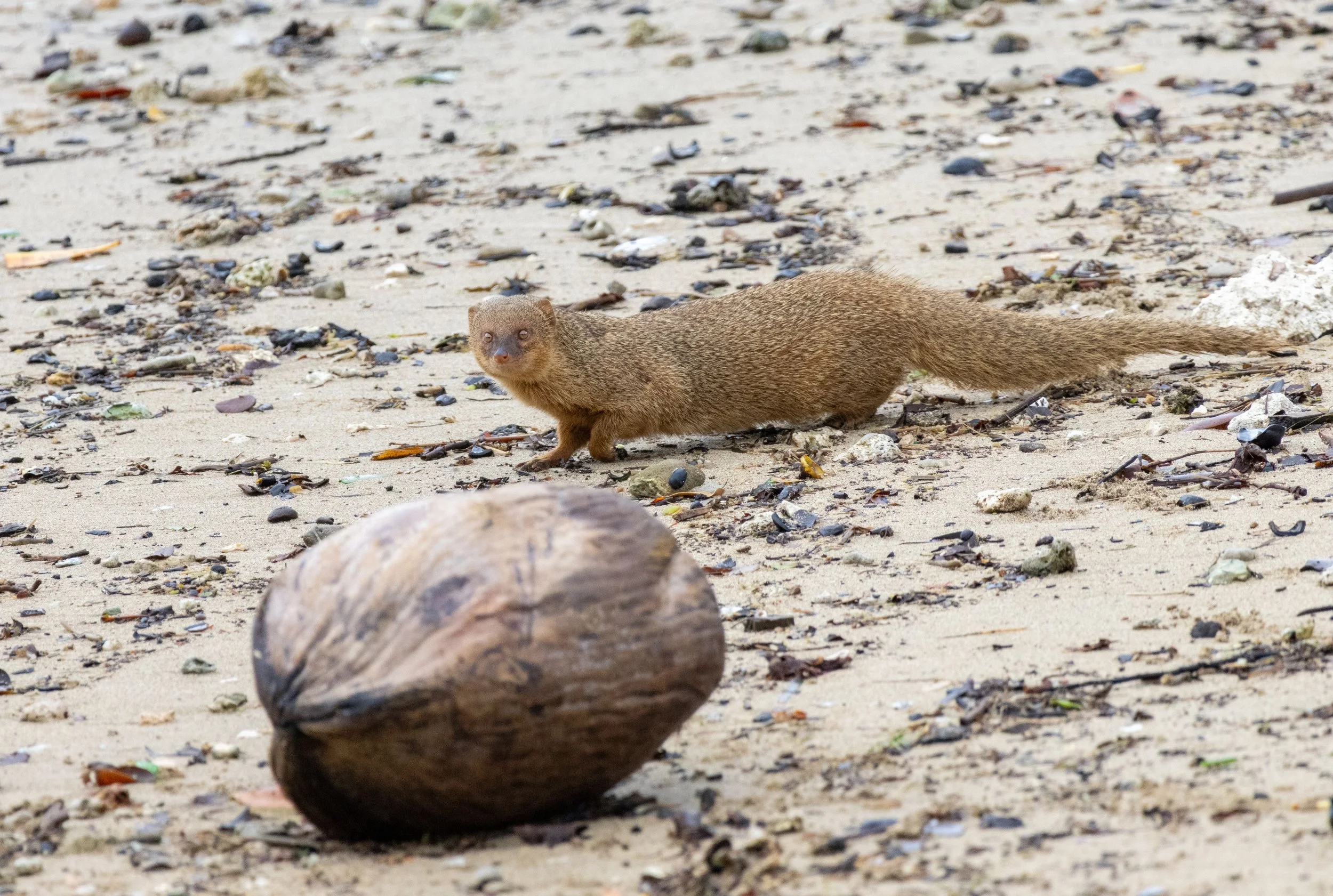 resized v1 mongoose 1.jpg