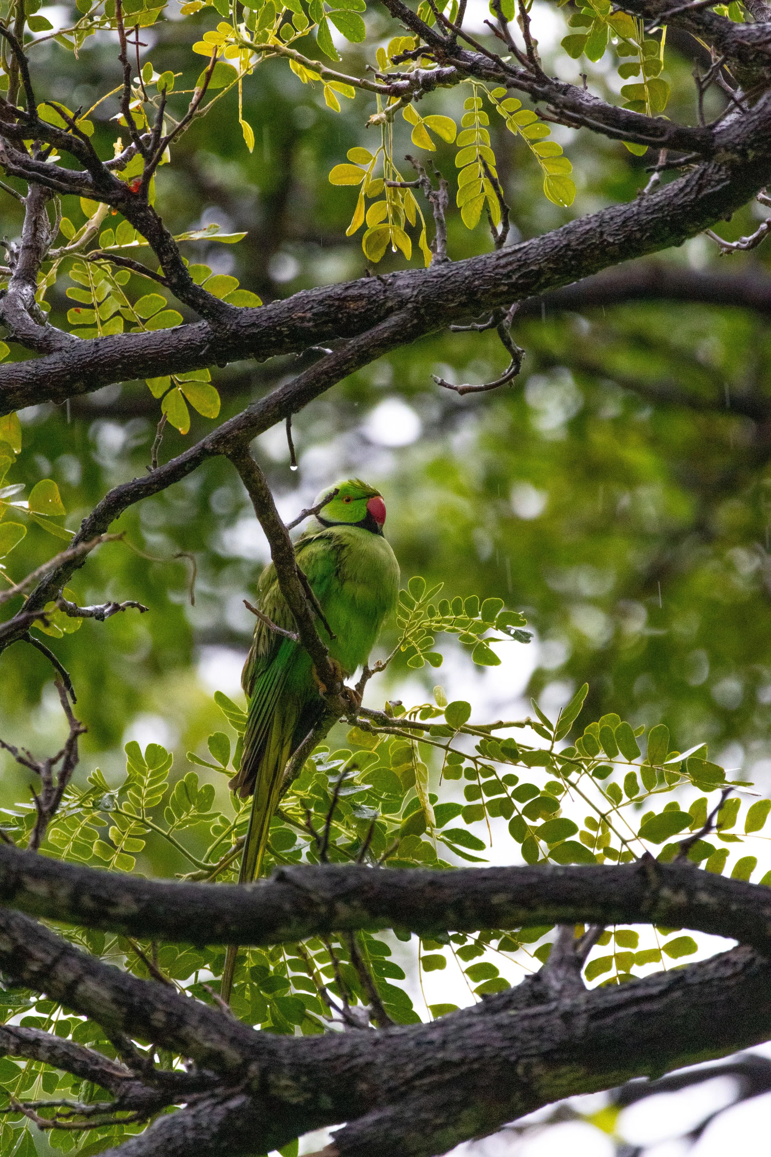 Green Parakeet
