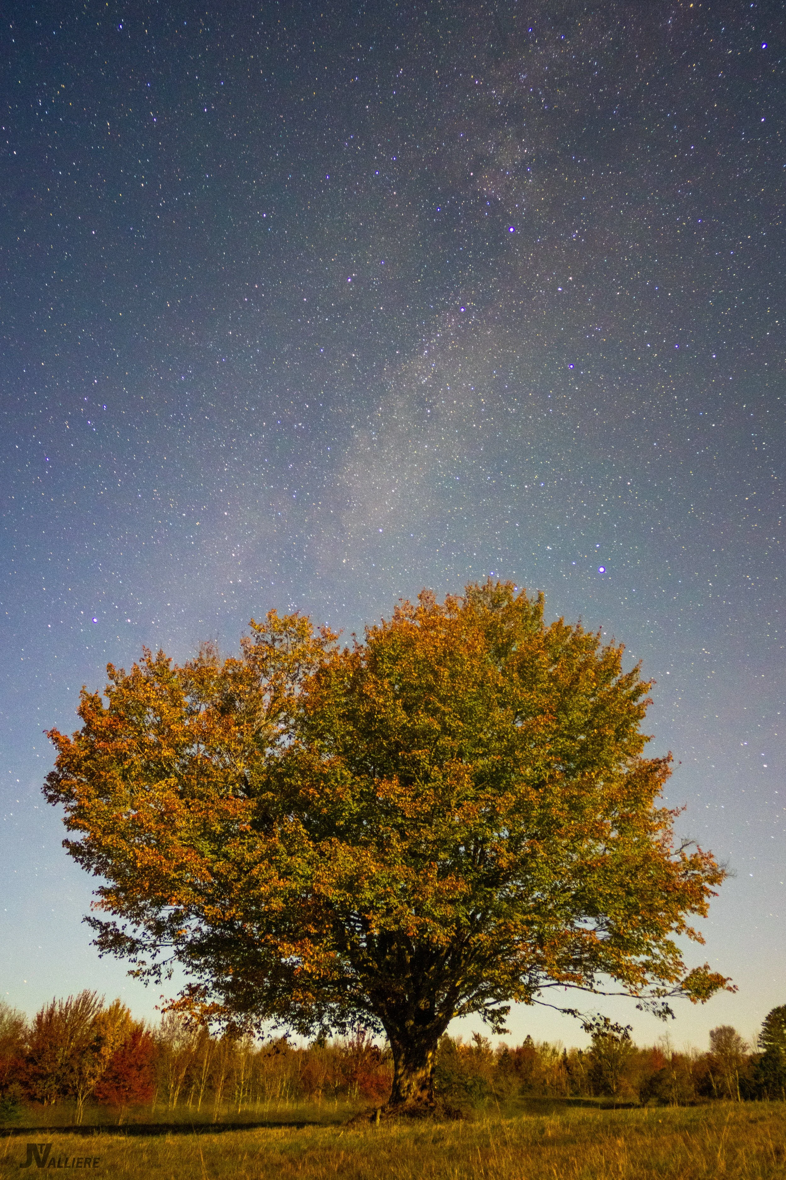 Foliage with the Stars