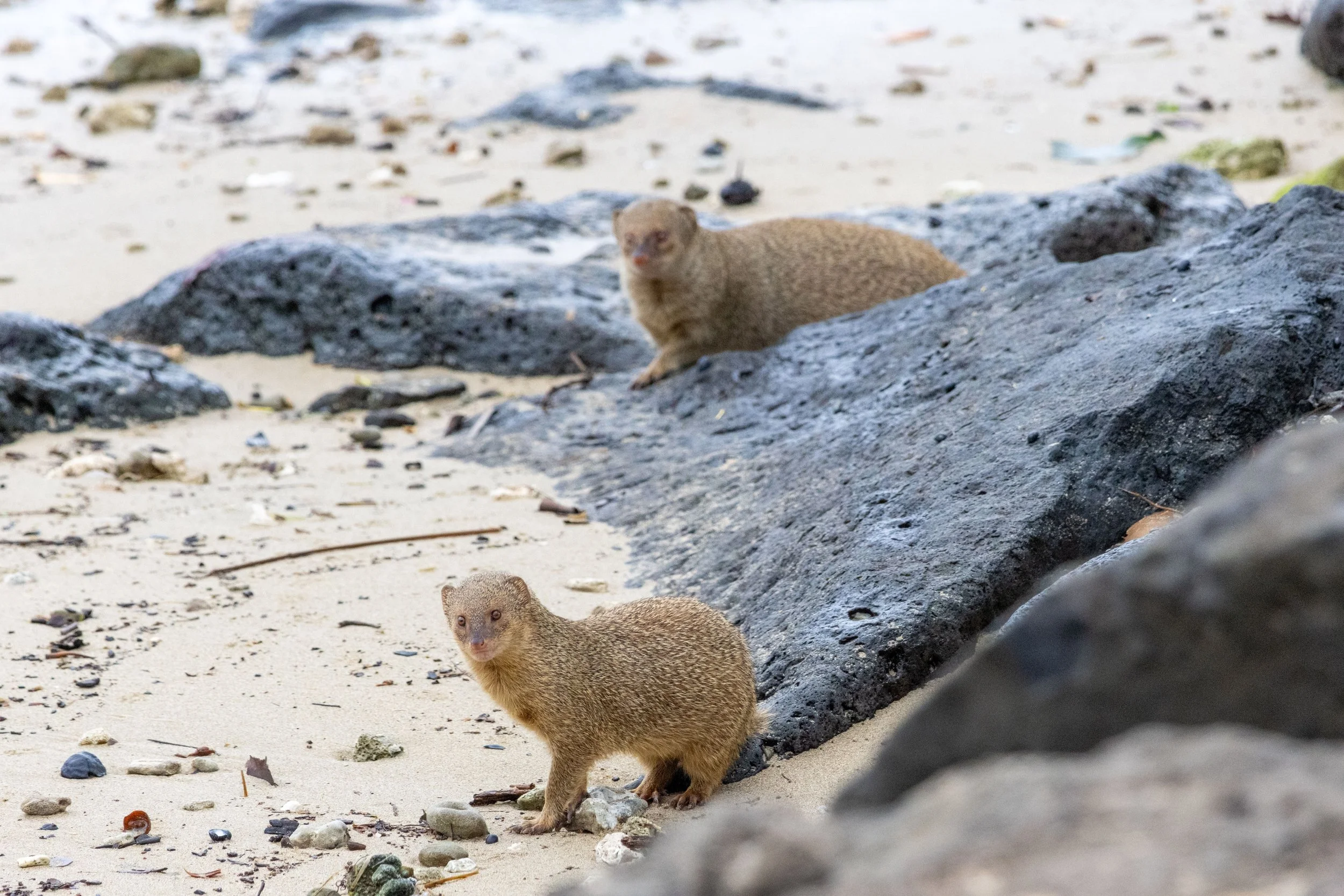 resized mongoose v1.jpg