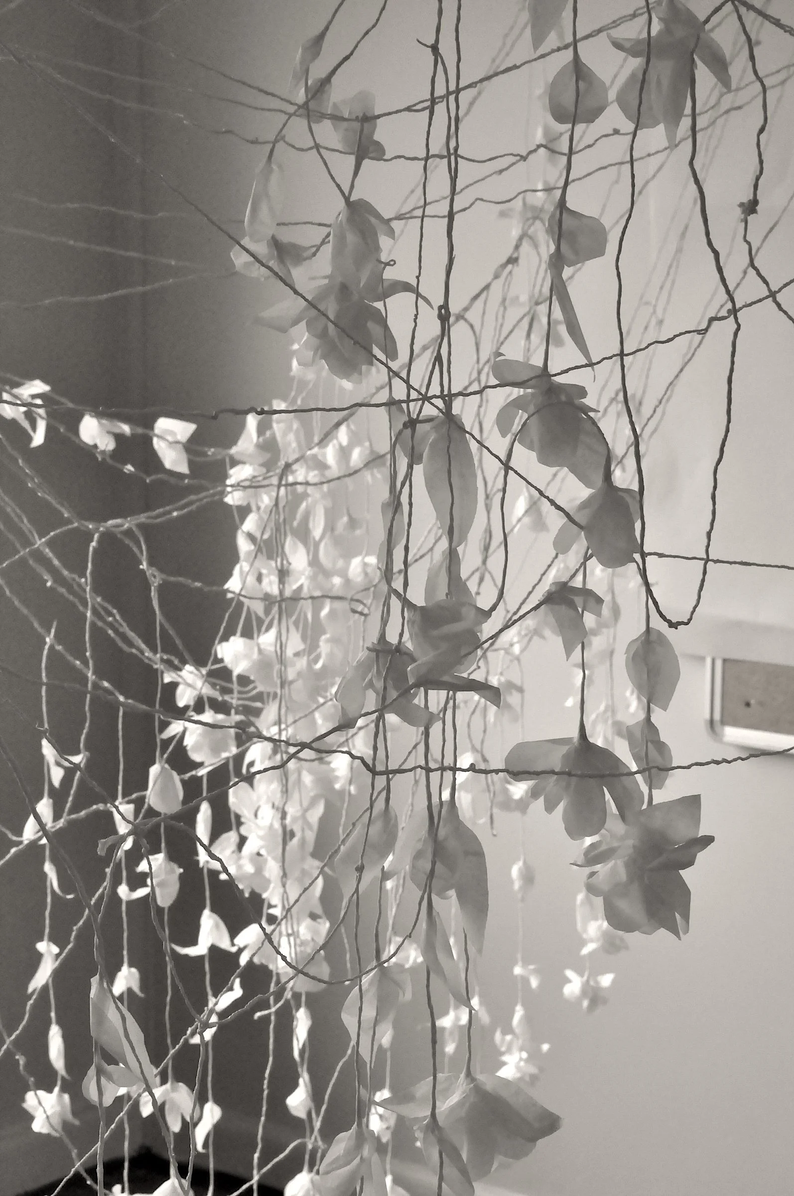 Mehwish Iqbal_Paper Garden 01.JPG