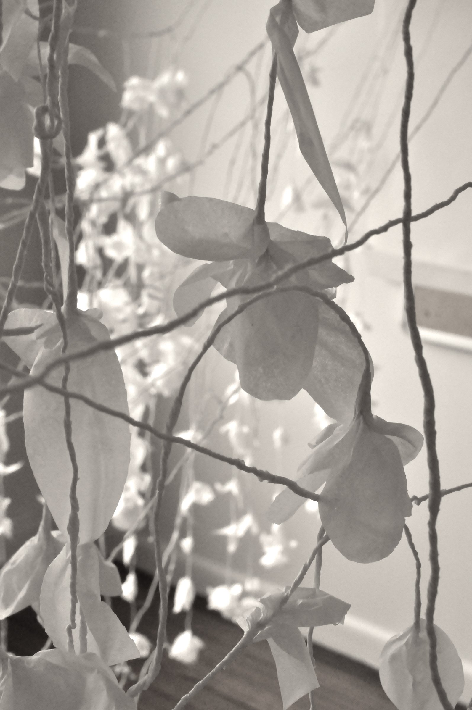 Mehwish Iqbal_Paper Garden 02.JPG