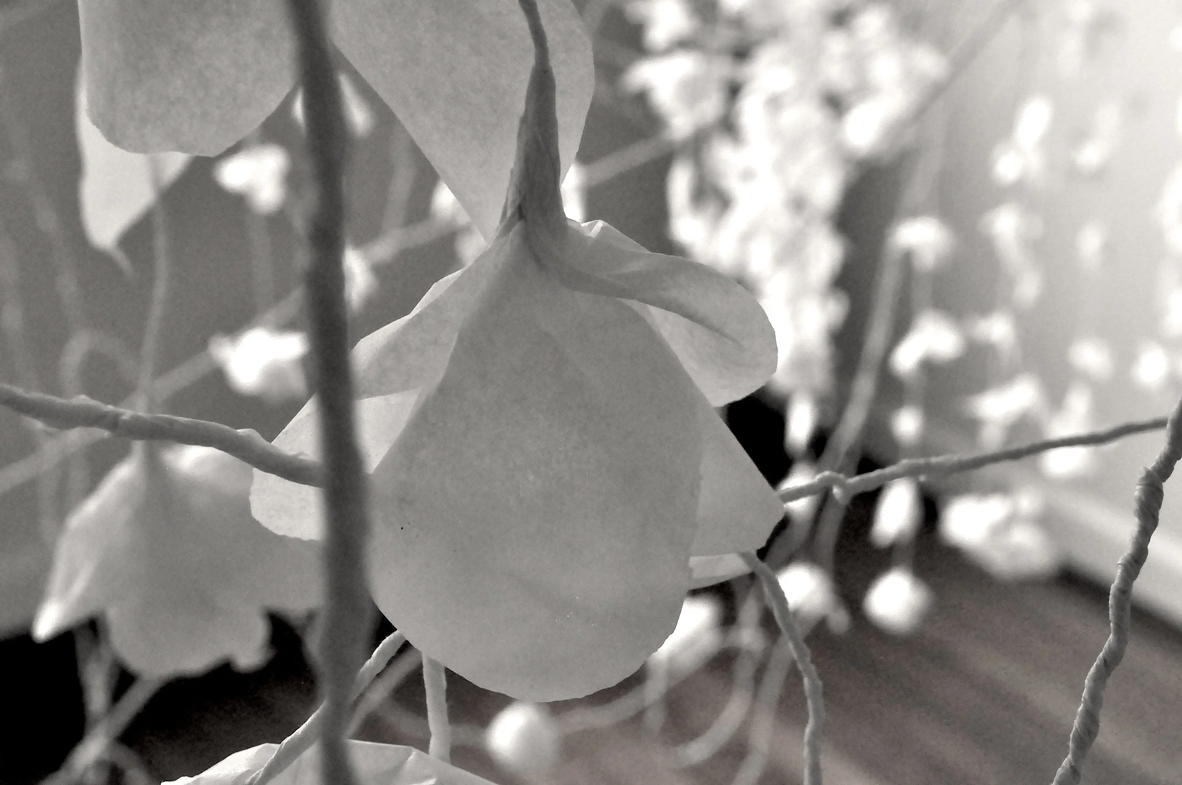 Mehwish Iqbal_Paper Garden 03.JPG