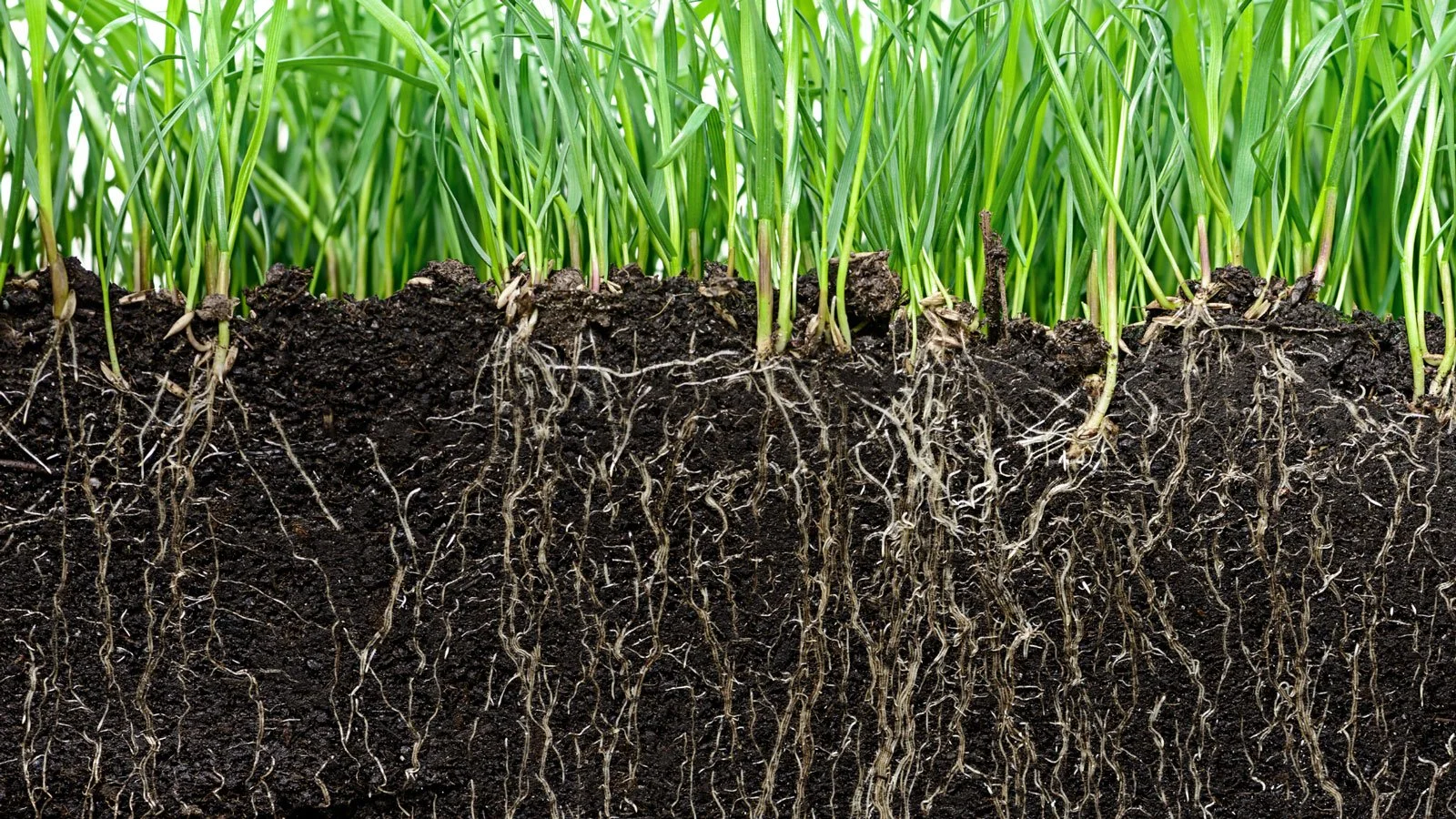 Close-up of roots growing through soil.