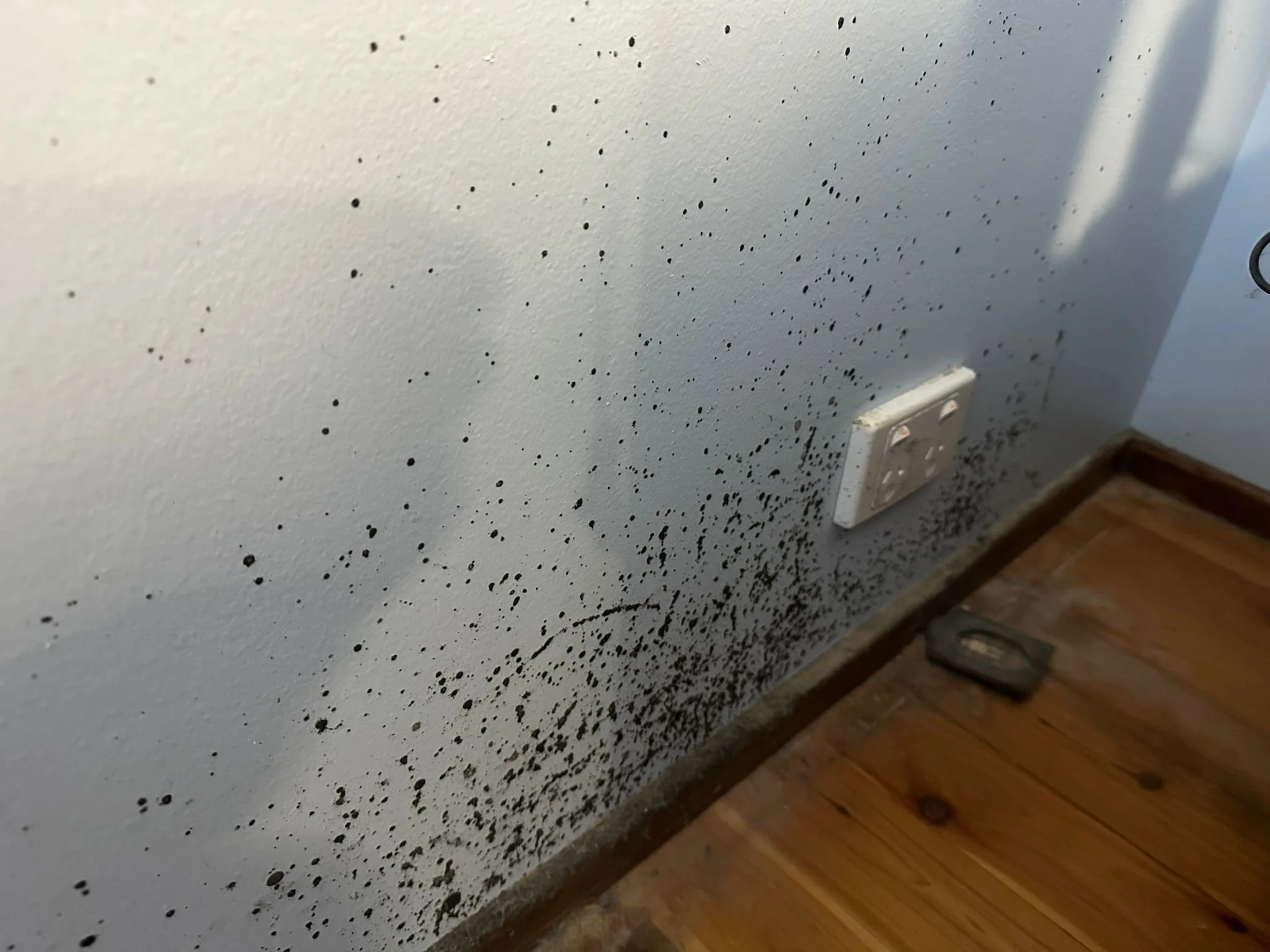Mould Decontamination