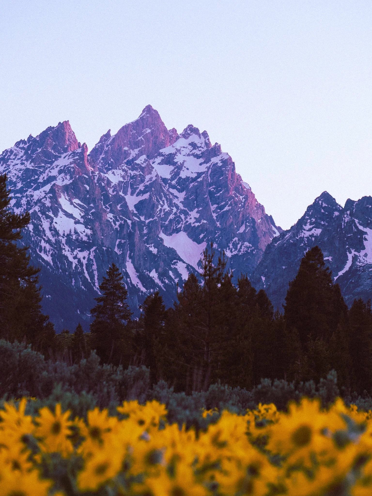 Snow-capped mountain range with purple hues, forest of pine trees, and yellow flowers in the foreground.