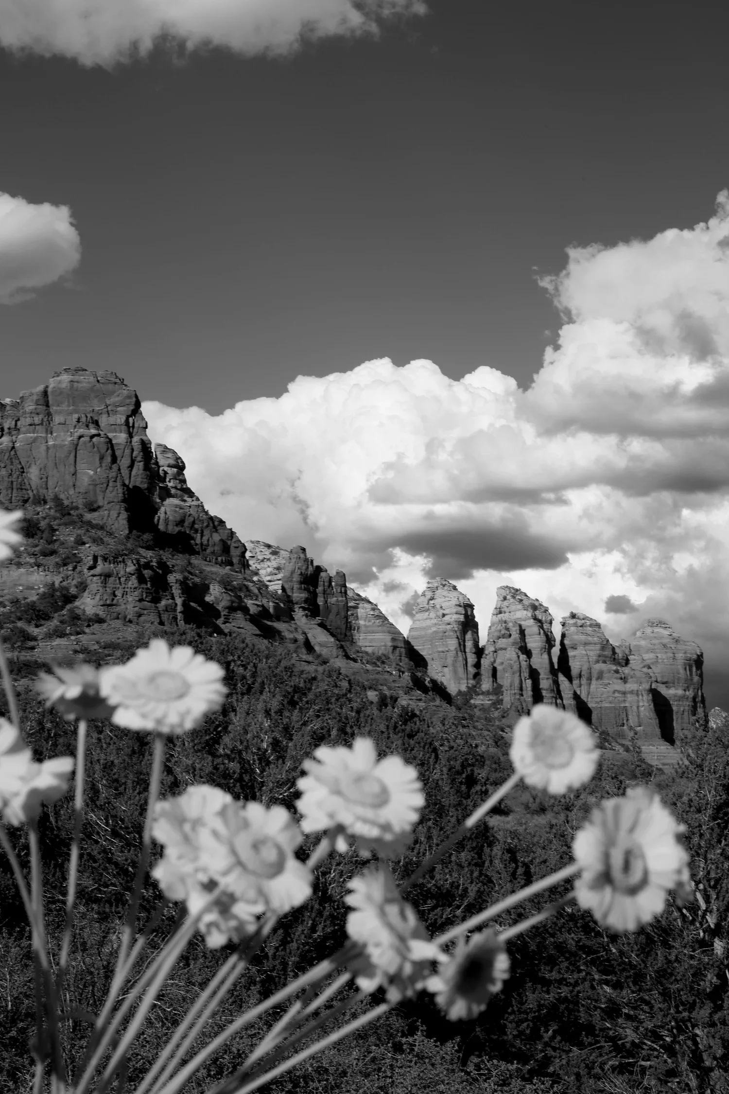 Fleur Sedona International Festival of Fine Art and Wine
