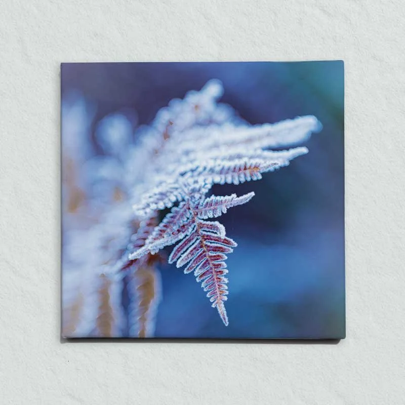 winter-fern-no-text-800.jpg