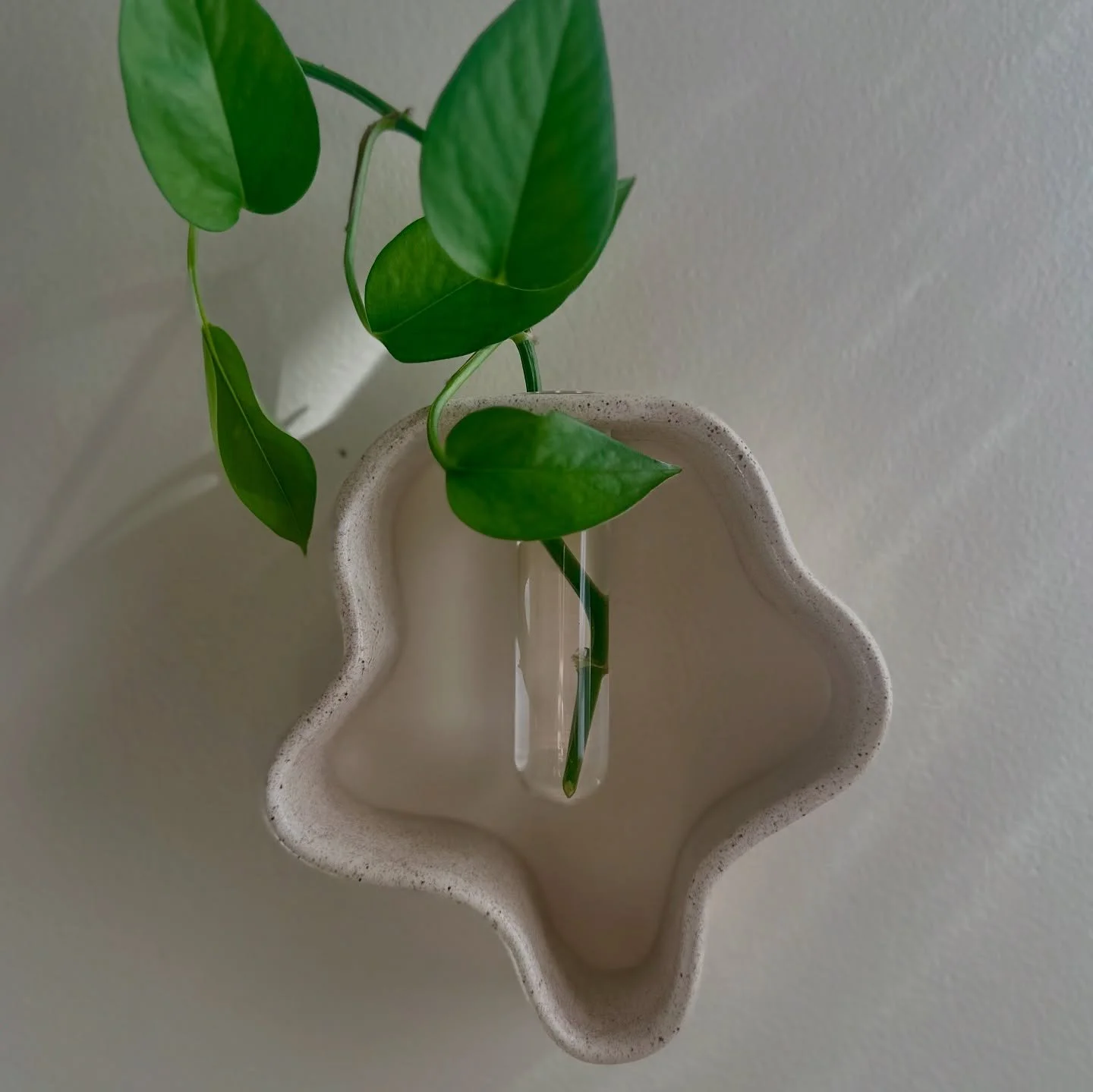 ⚡️FOR SALE ⚡️

Floating propagator. Elegant organic shaped vessel for your plant baby&rsquo;s first home. Comes with glass propagating tube! 

$60 includes shipping / DM if interested 

1/2 White with rose gold specks on white speckled clay
3/4 White