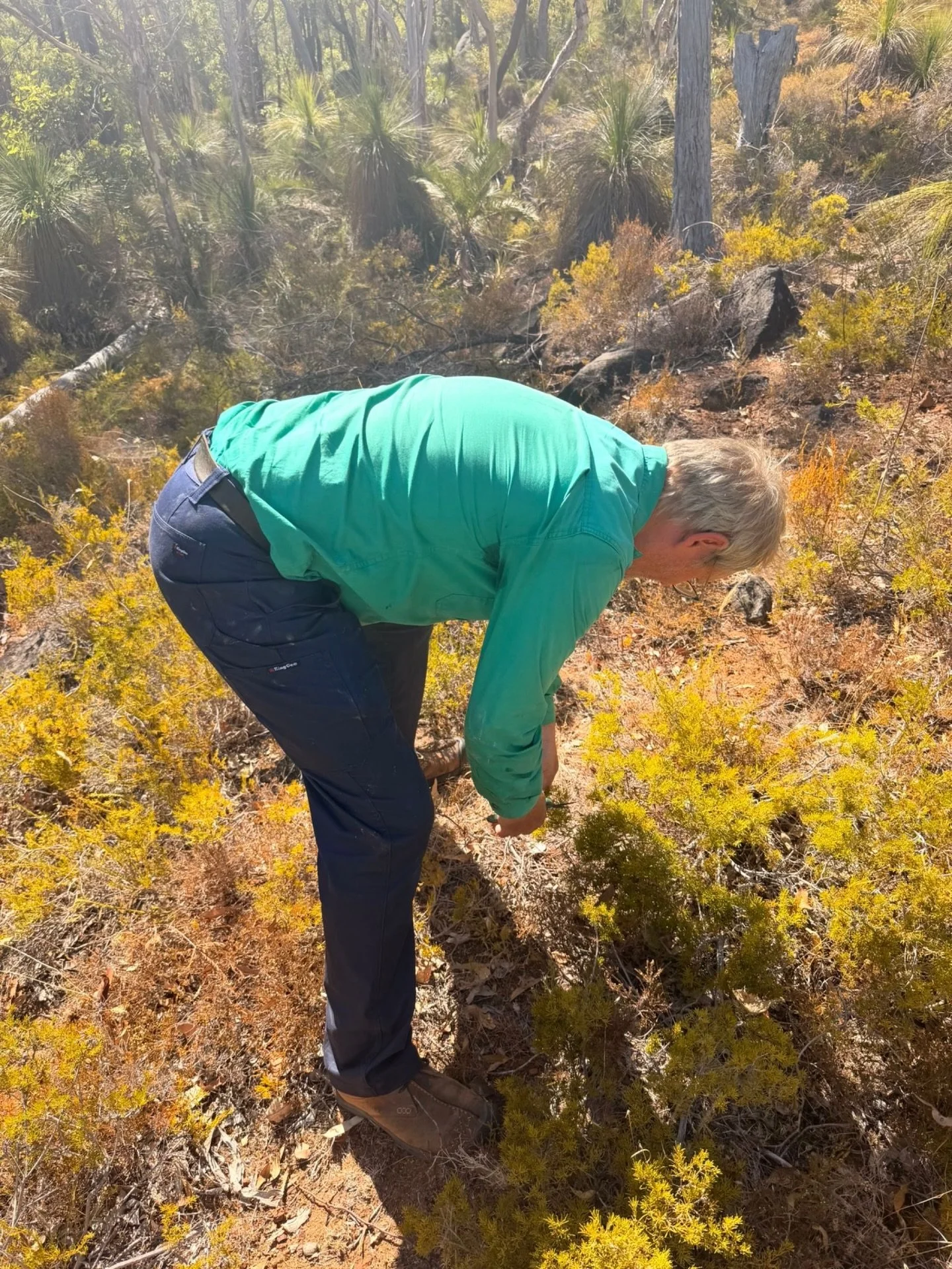🔍 Hilton is out on the HHH property today, foraging for native honey myrtle - the hero botanical behind our best-selling Miss Myrtle gin. 

🌿 From bush to bottle, every batch starts here!