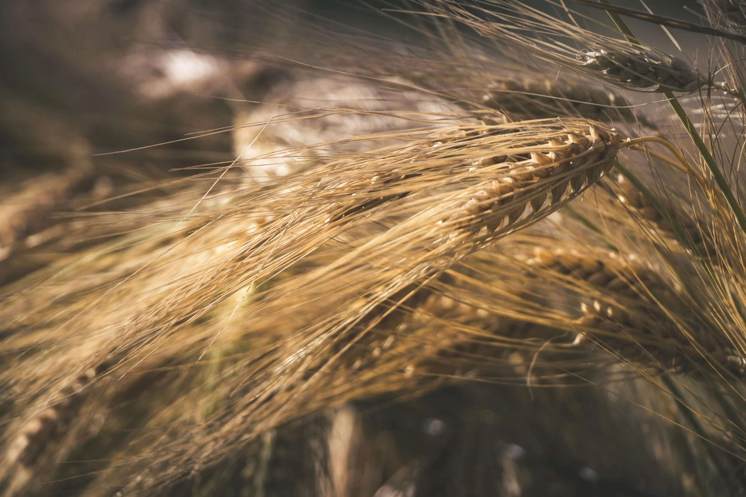 Close-up of golden wheat stalks in a field.