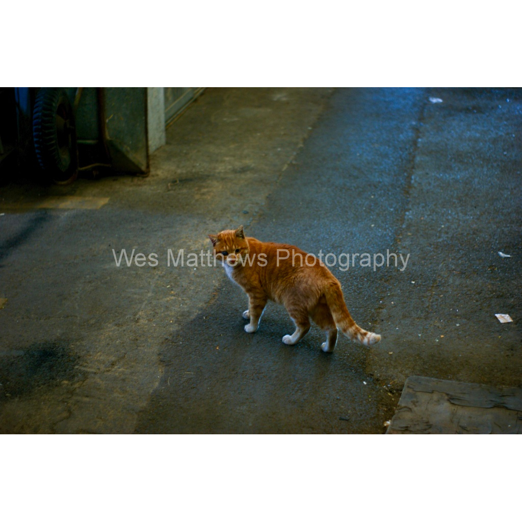 image_original_c58309bc82553a8494af3ae206c648a1.png