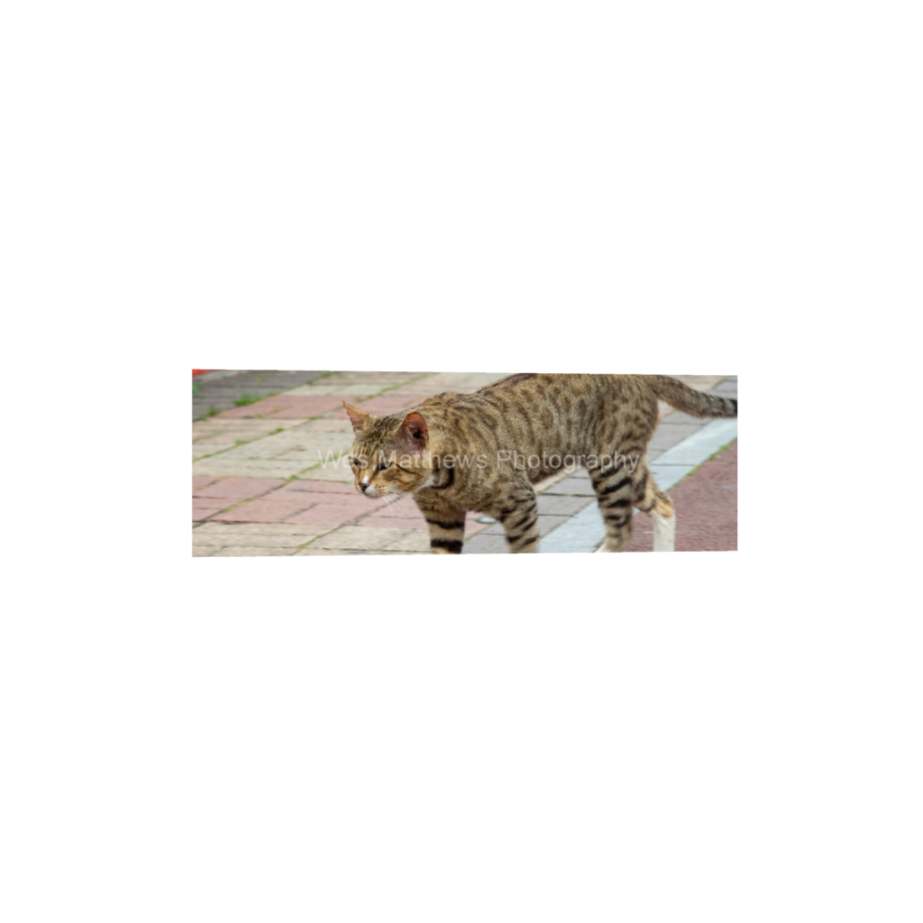 ptq_1_2_0_864_5184_1728_0_false_ffffff_0_0_c58309bc82553a8494af3ae206c648a1.png