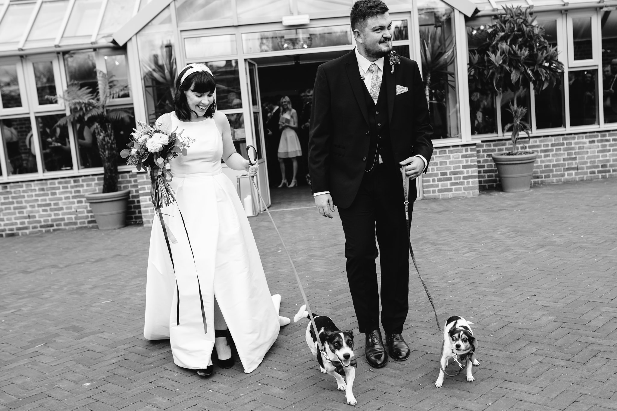 bride and groom walking dogs