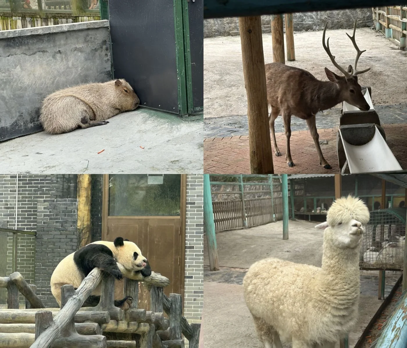 拼图_美图设计室.jpg