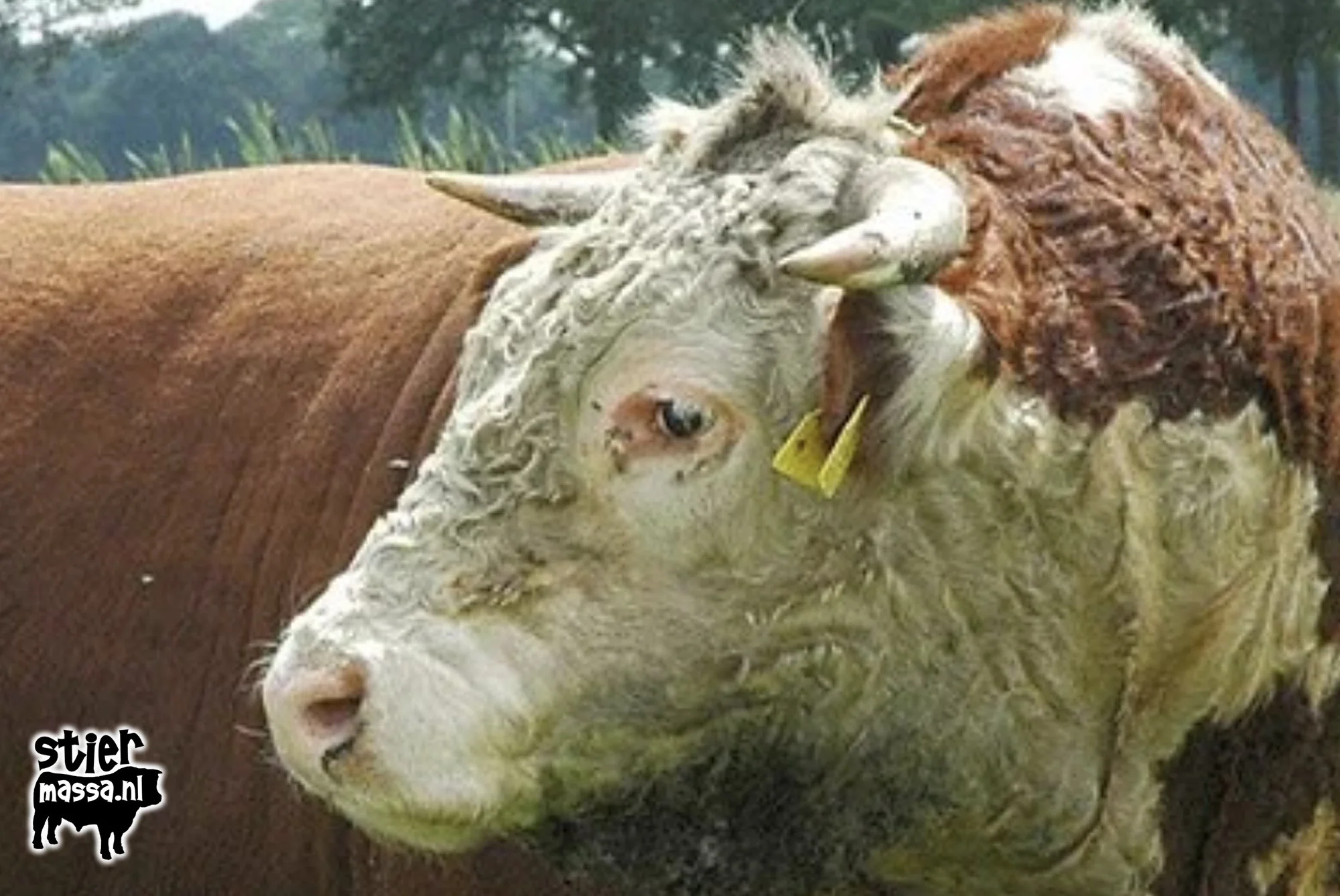 Naamloze Hereford.jpg