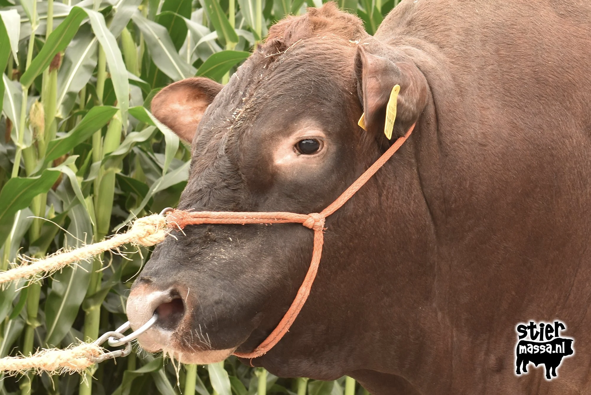Stephan van Vredenburg