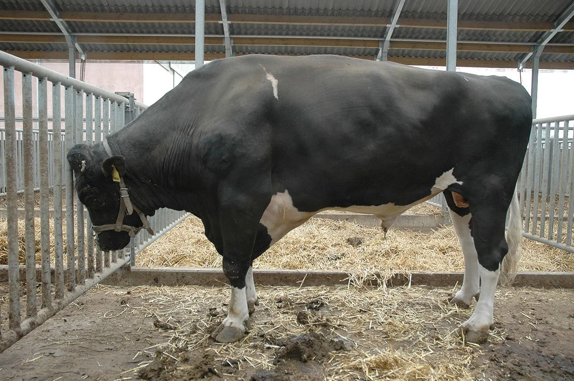HFZ-0005-01.jpg