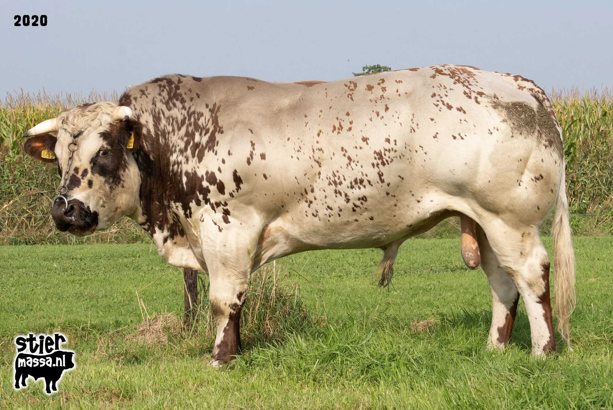 Groot Rassert 693-2.jpg