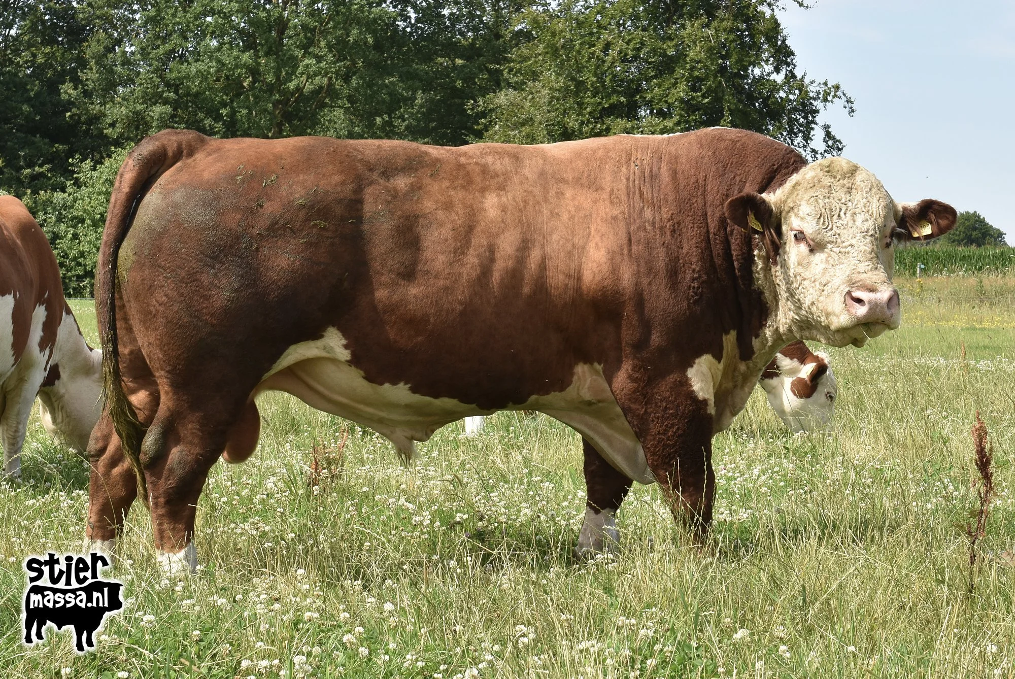T-Bone-02.jpg