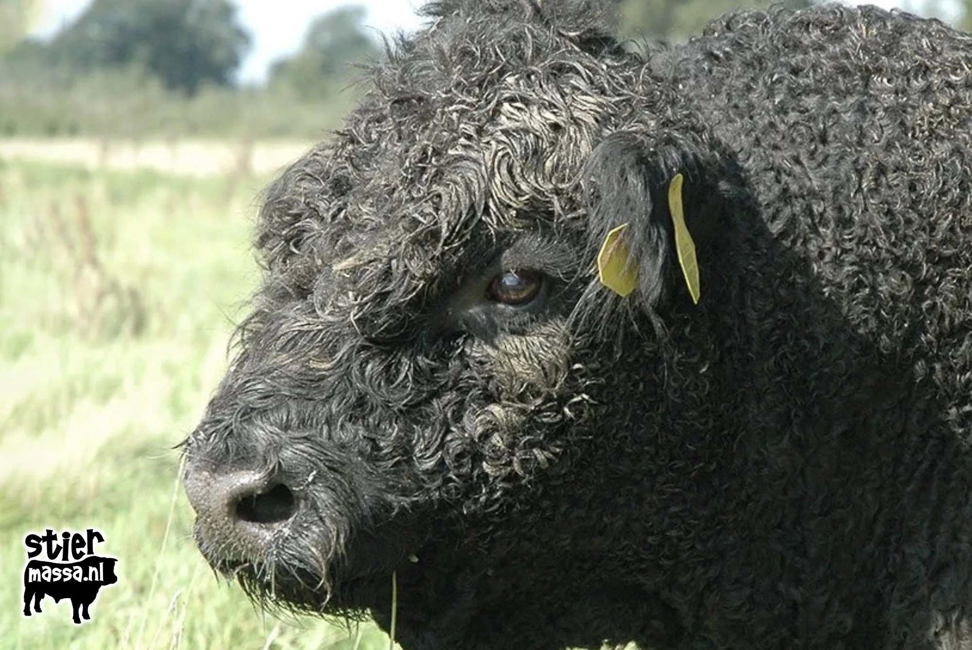 Galloway-kop.jpg