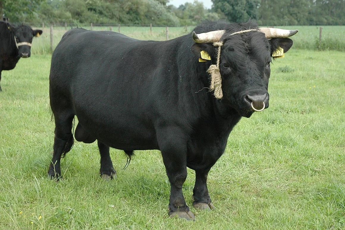 DEX-0001-04.jpg