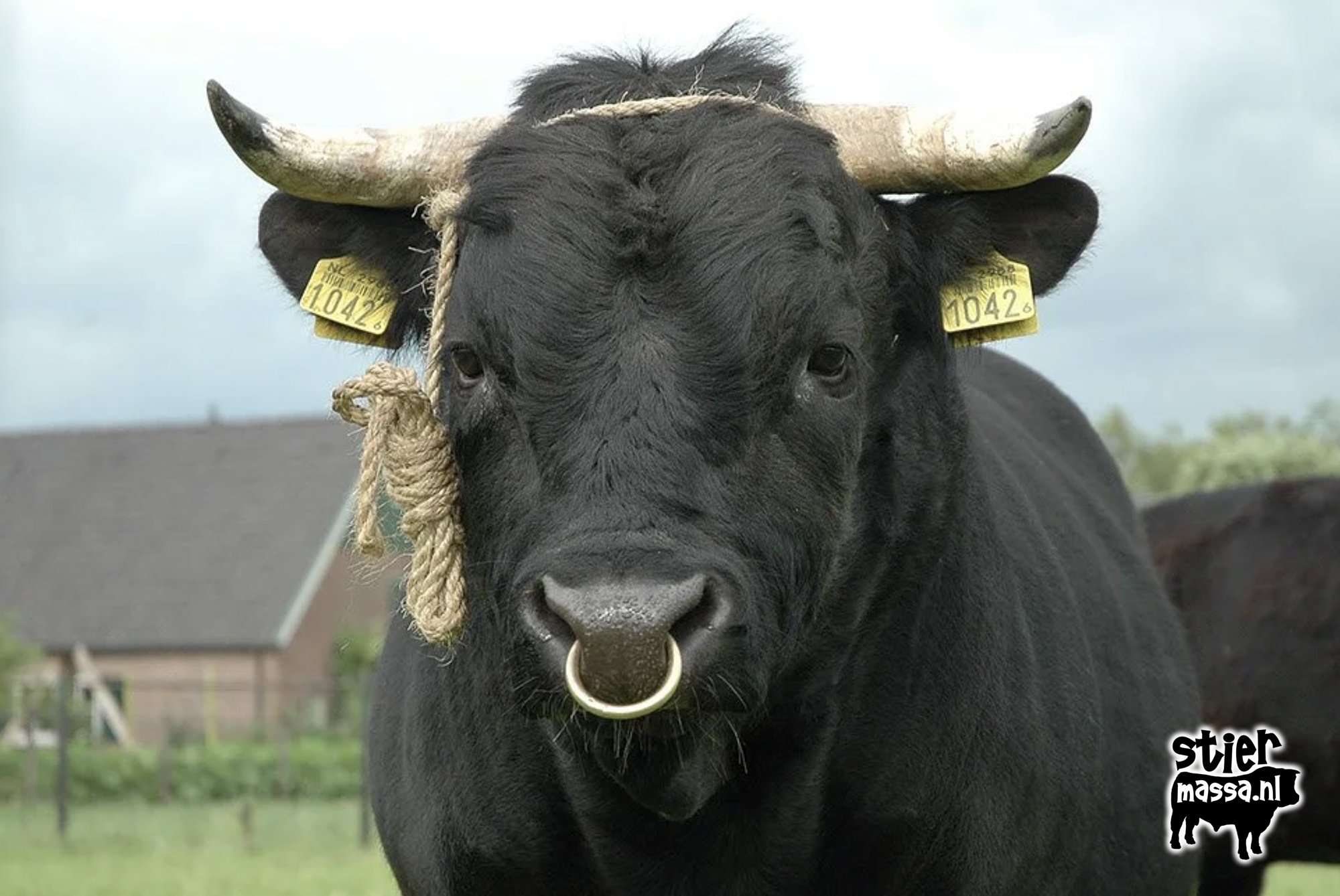 Dexter_Brutus Boerhoed-01.jpg