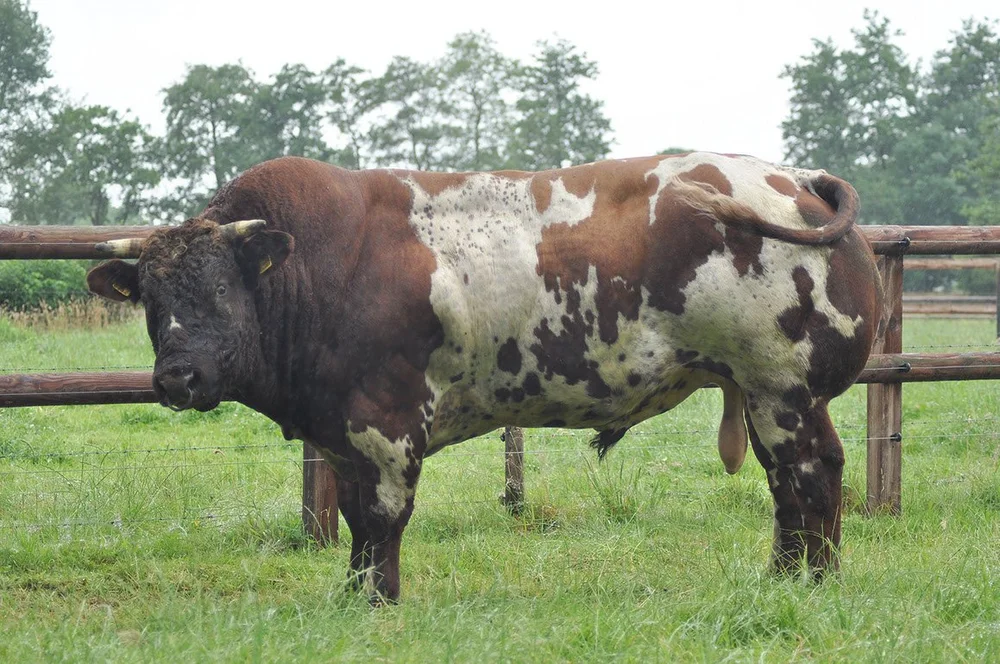 Groot Rassert 806