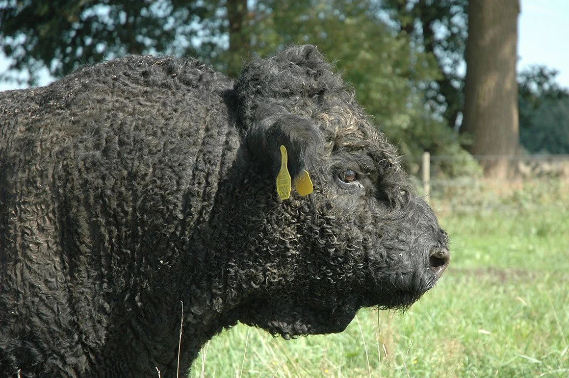 GAL-0001-02.jpg