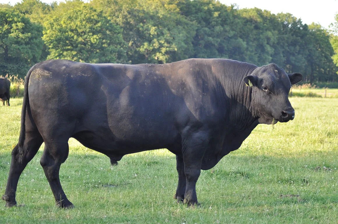 ANG-0001-02.jpg
