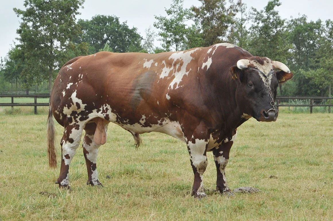 VRB-0004-02.jpg