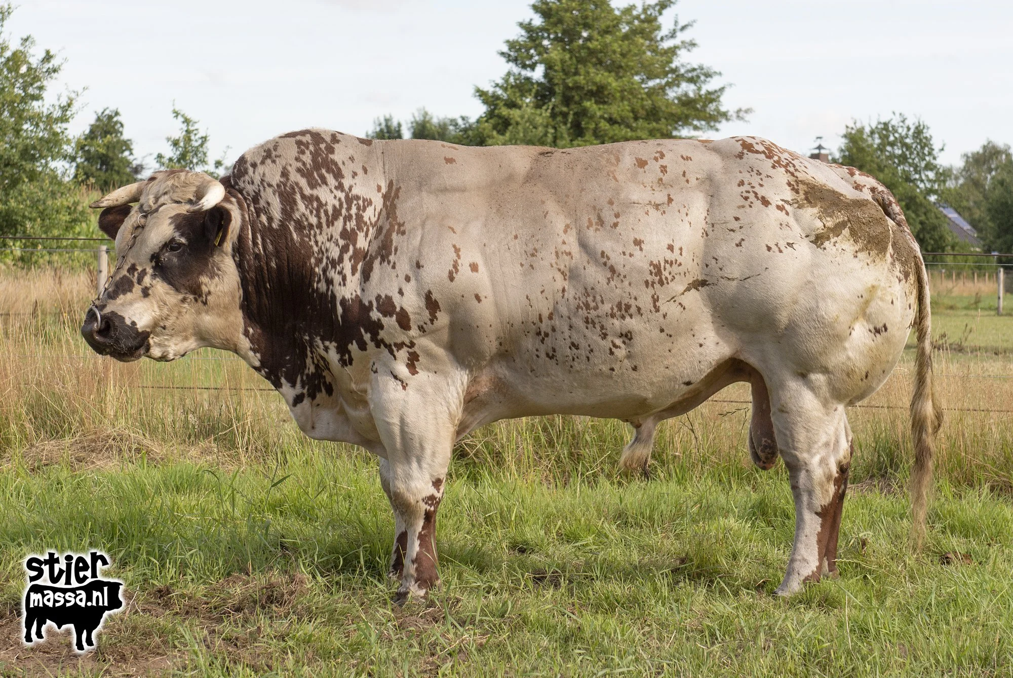 Groot Rassert 693-5.jpg