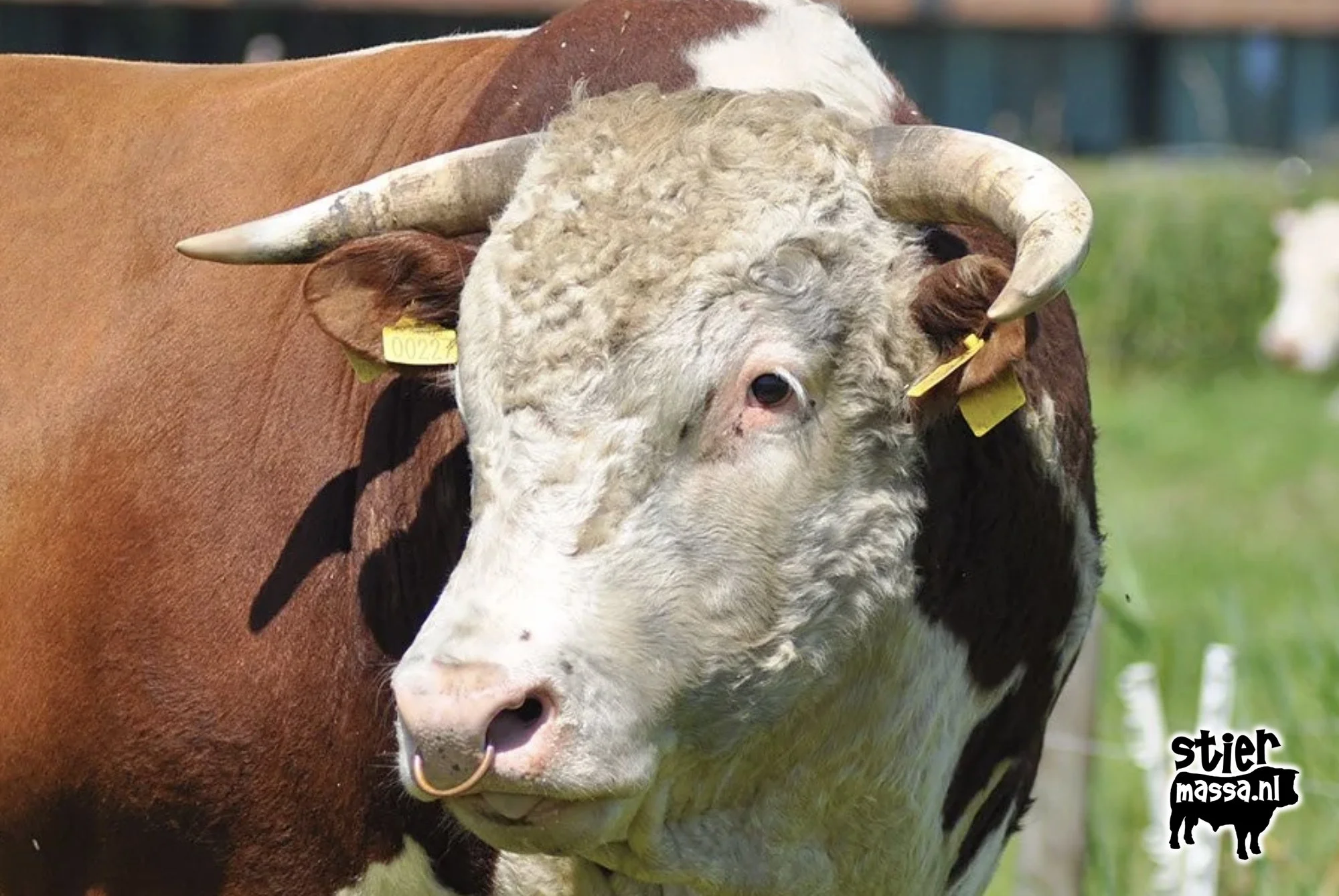 Mandix Hereford.jpg