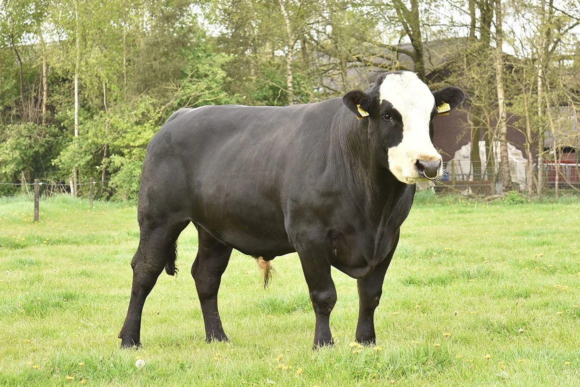 BLK-0003-03.jpg