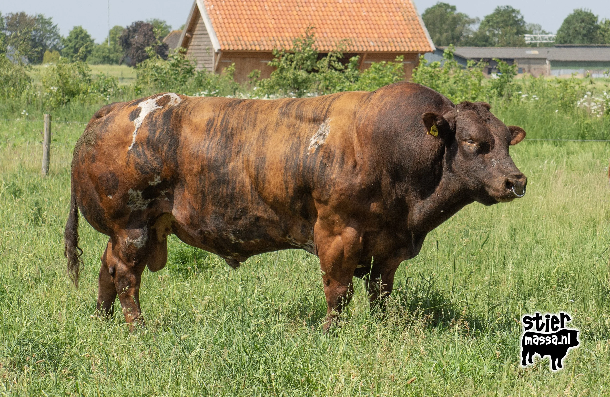 Boef-01.jpg
