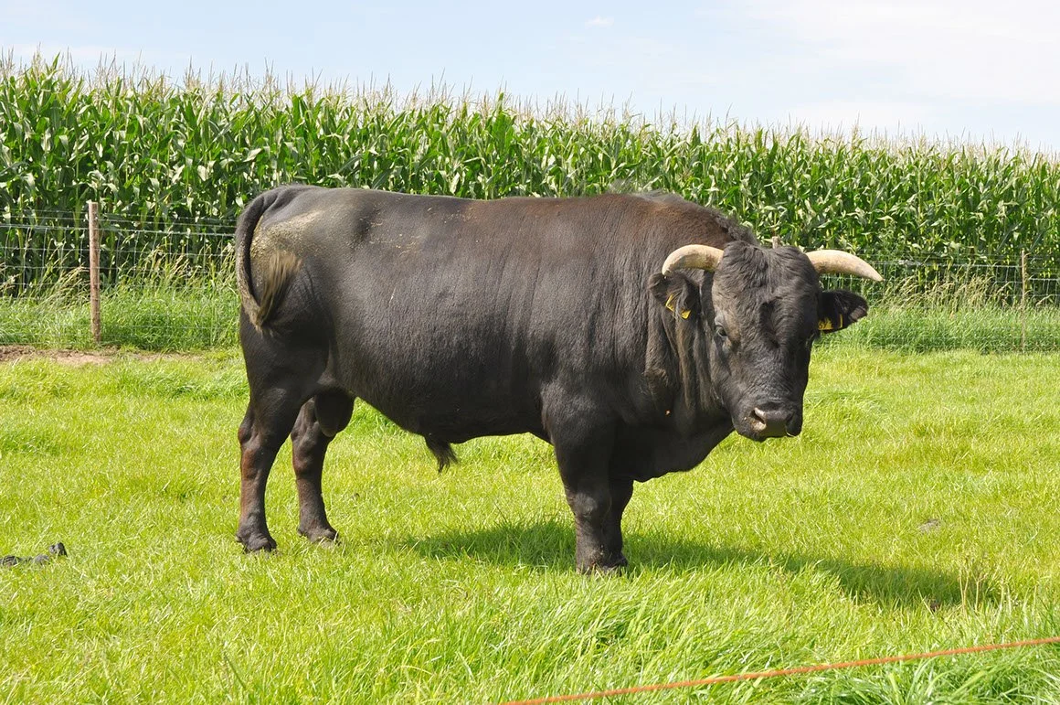 DAH-0001-04.jpg