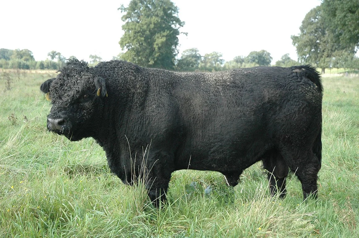 GAL-0001-04.jpg