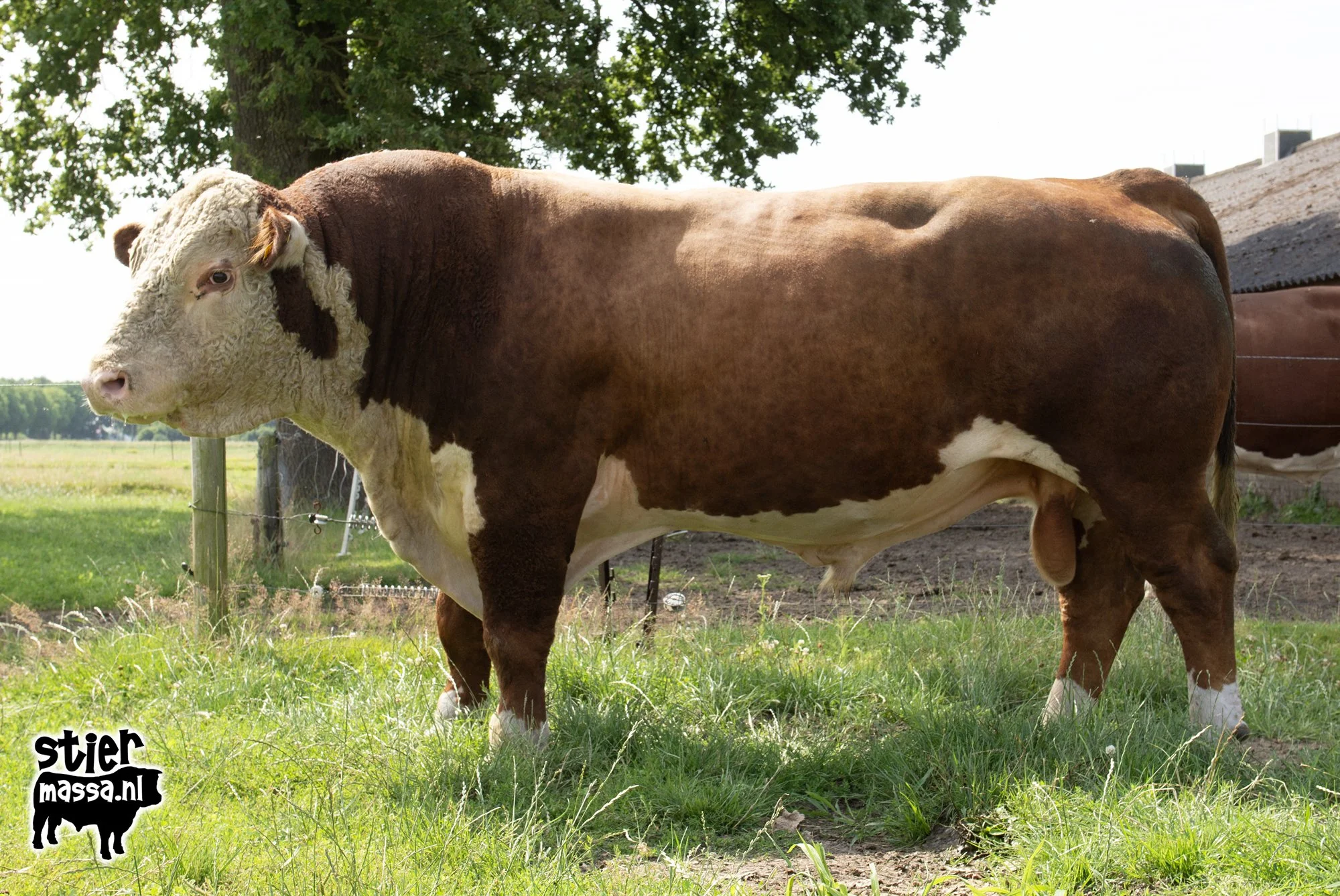 T-Bone-03.jpg