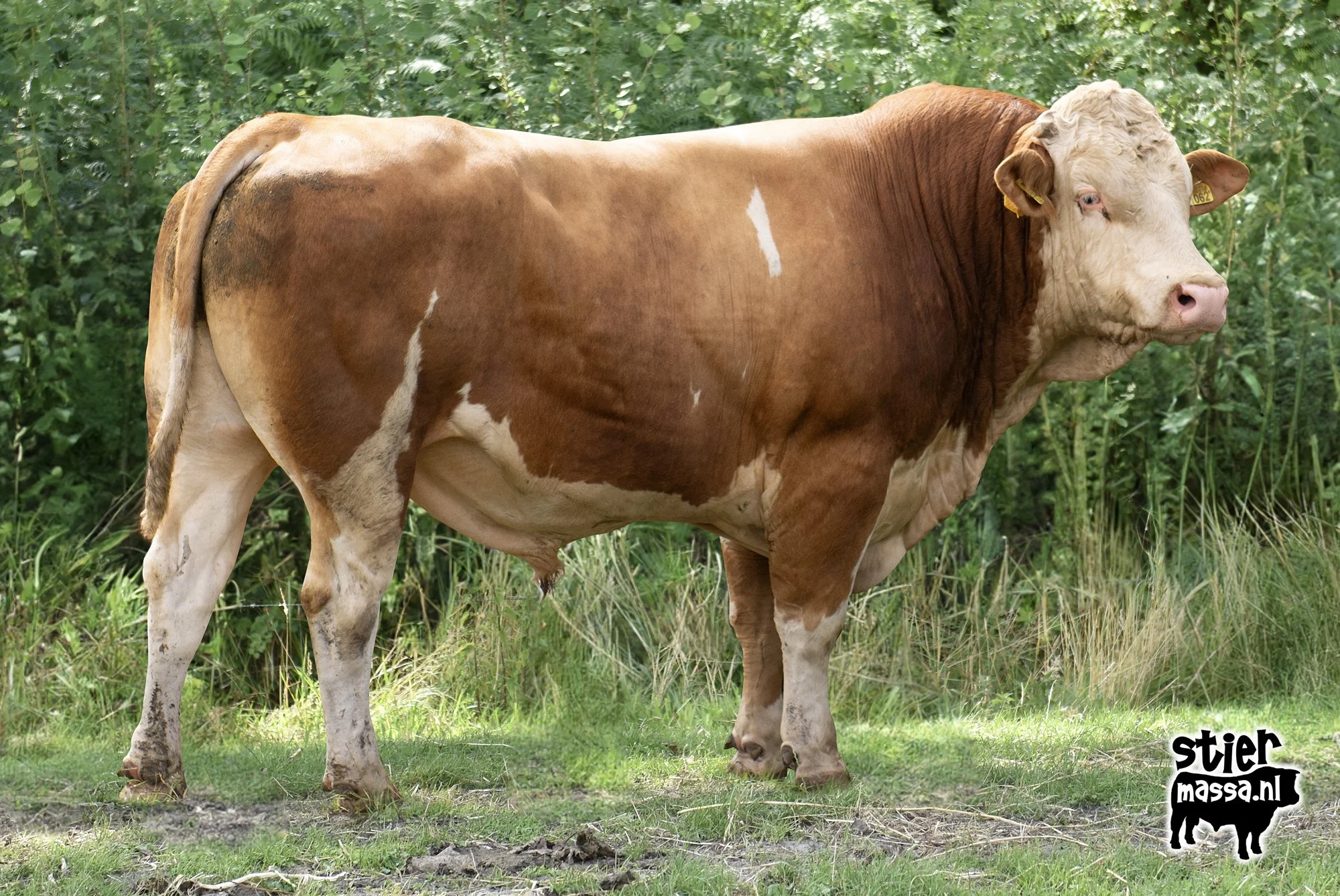 Govert-01.jpg
