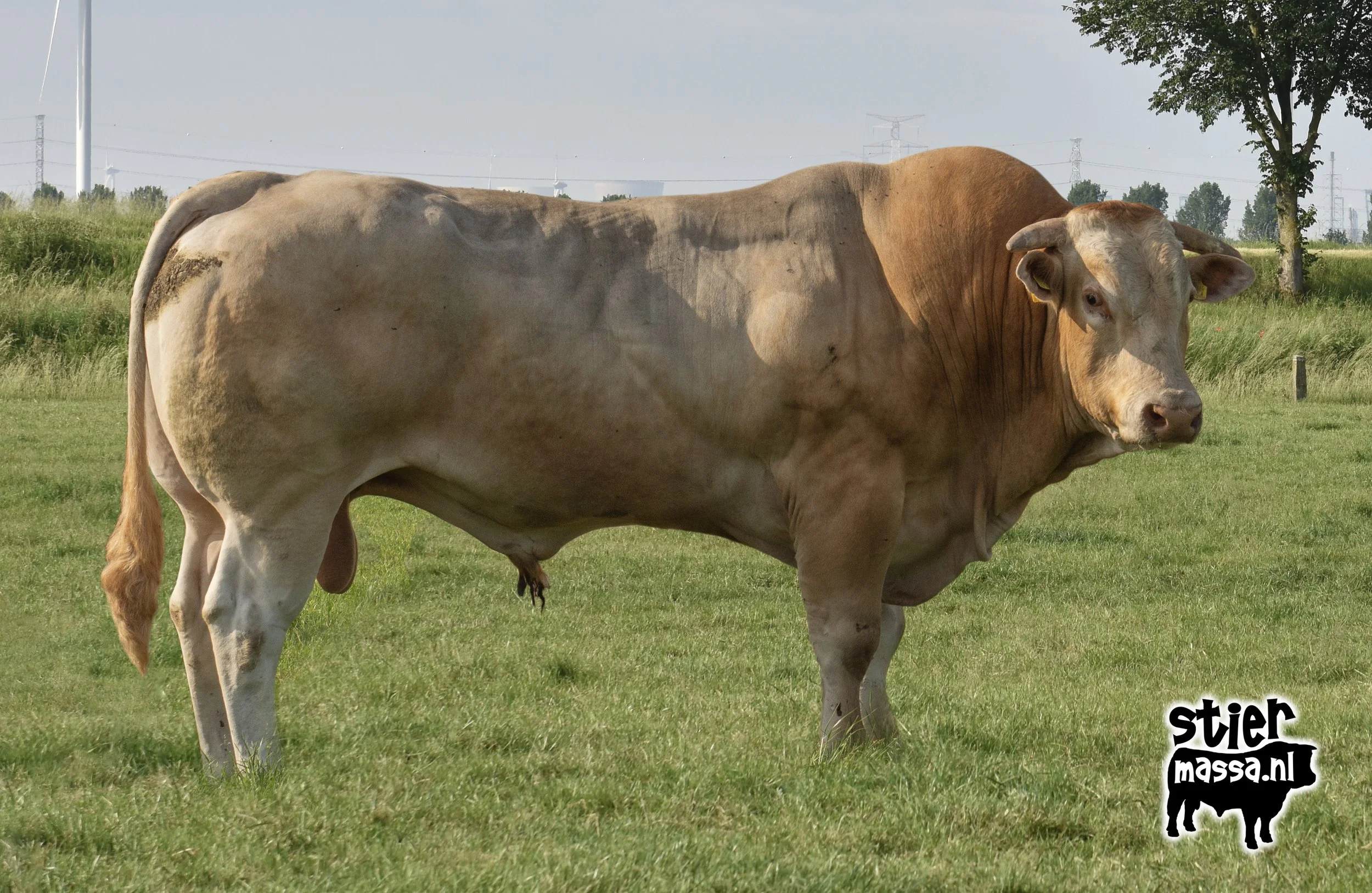 Topper-03.jpg