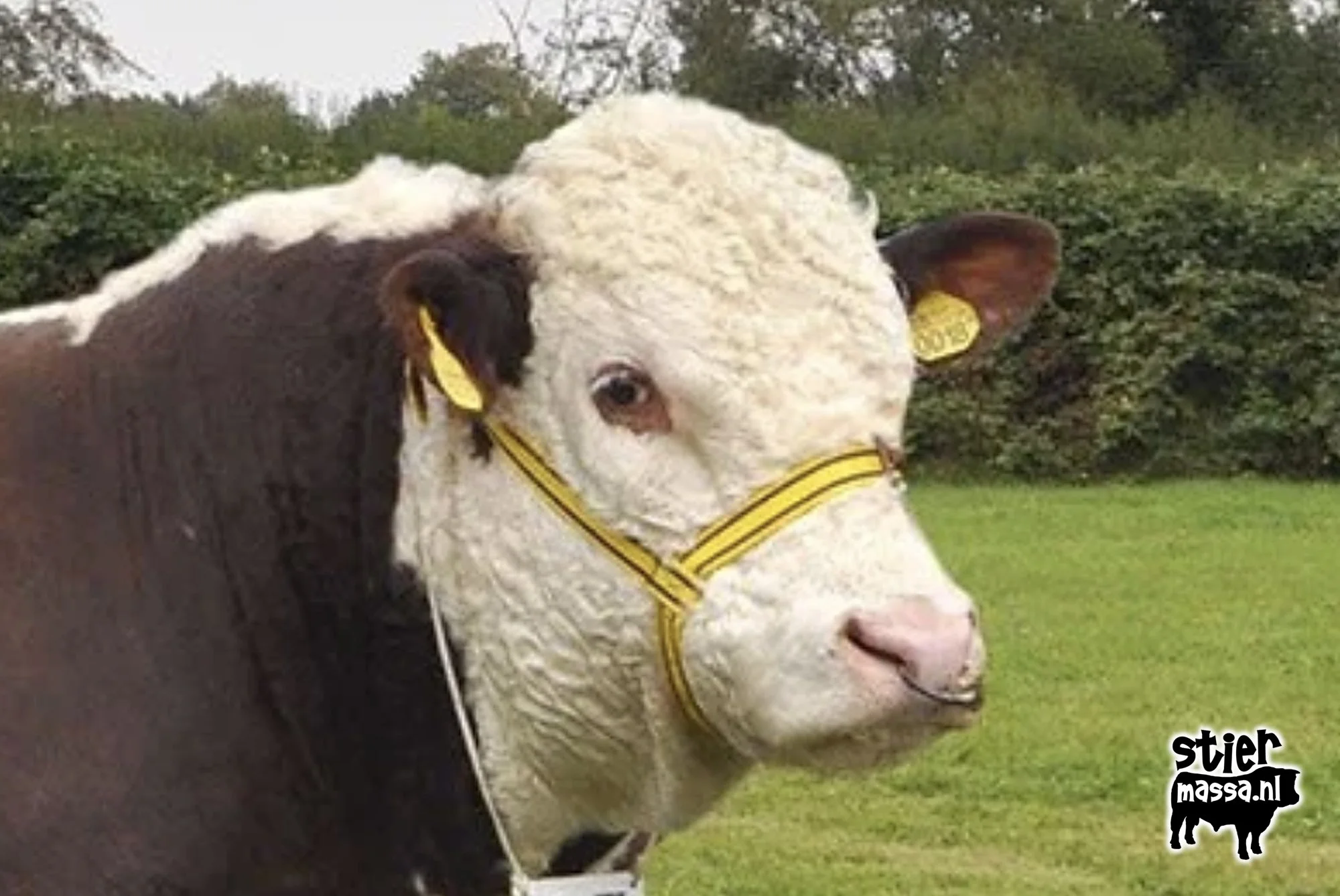 Hereford-Ivo.jpg