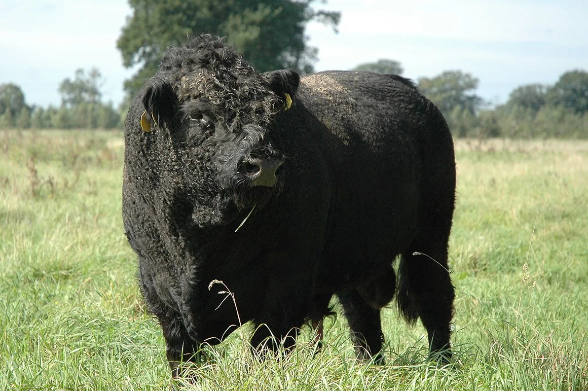 GAL-0001-05.jpg