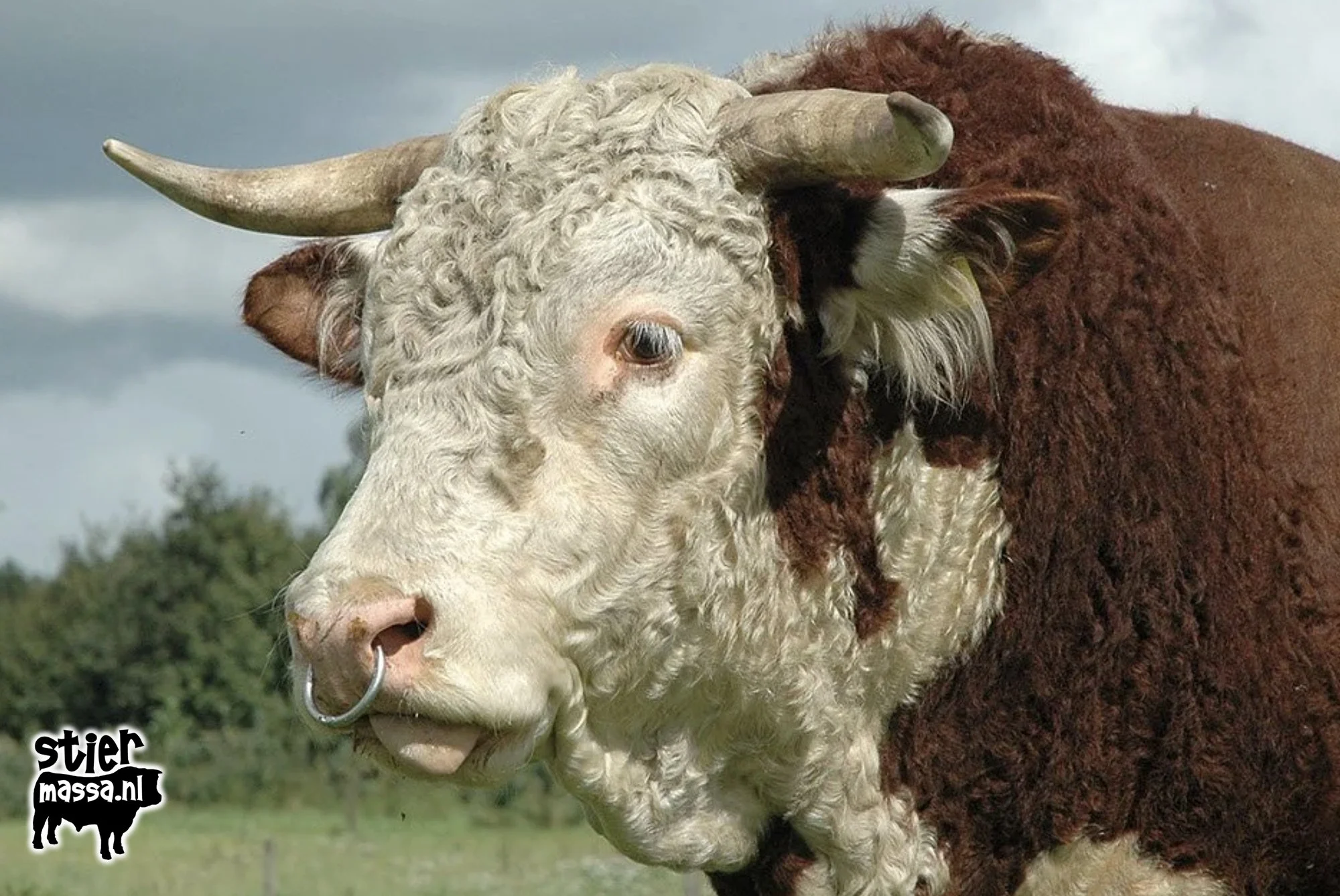 Hereford Groet.jpg