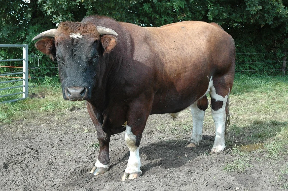 BRR-0001-02.jpg