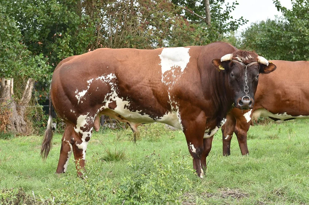 Groot Rassert 663