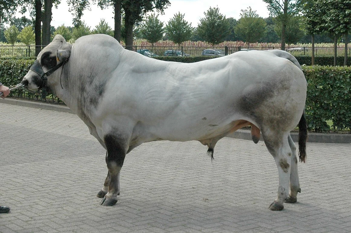 PIE-0008-04.jpg