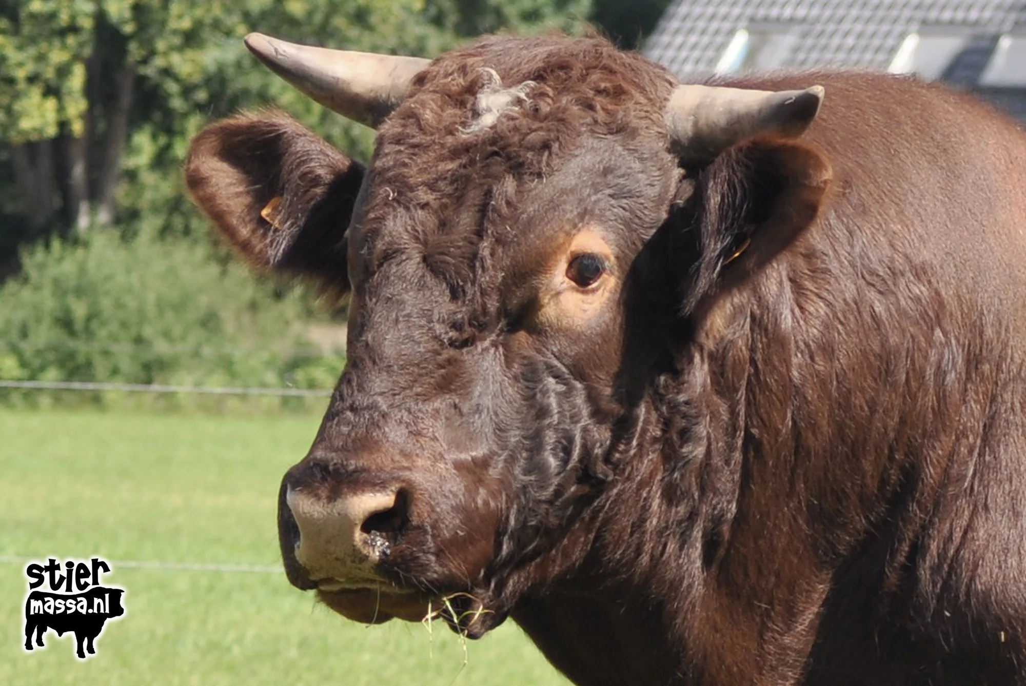 Brammert