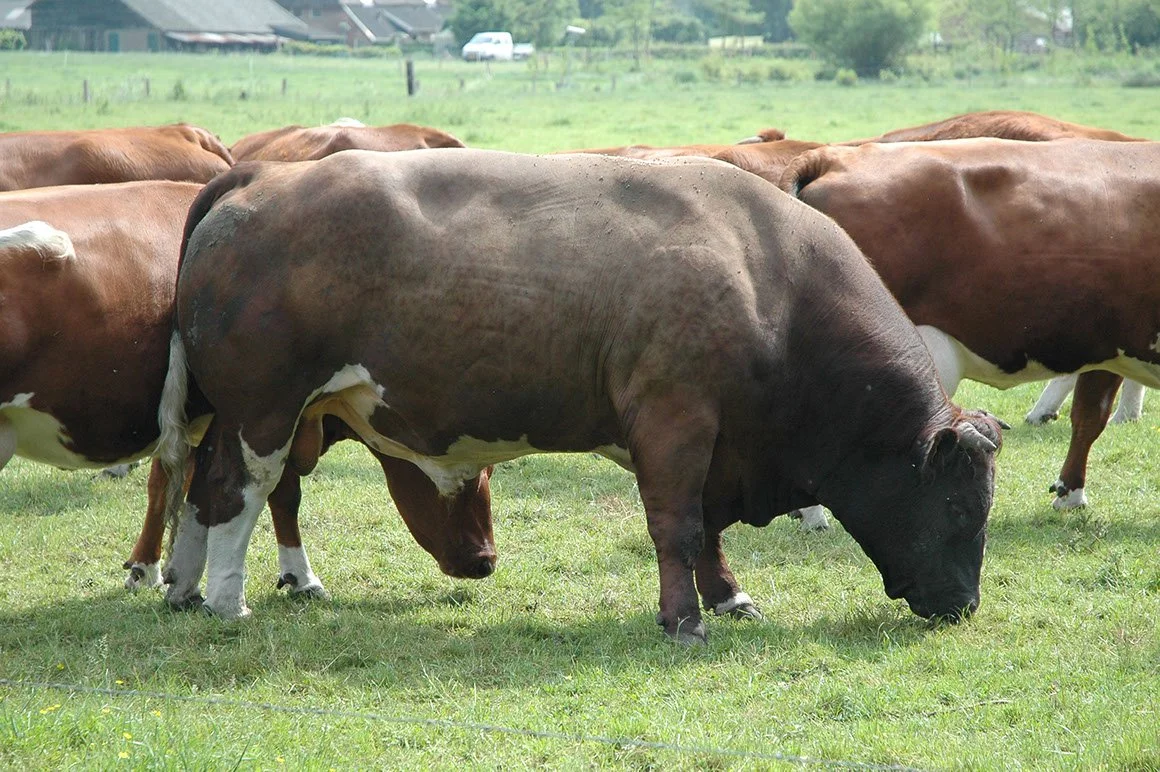BRR-0005-03.jpg